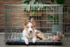 Understanding and Managing Separation Anxiety in Dogs: Causes, Symptoms, and Effective Solutions