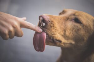 The Language of Licks: Understanding the Social, Psychological, and Health Significance of Dog Licking