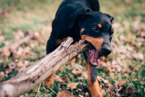 Understanding and Managing Separation Anxiety in Dogs: Causes, Symptoms, and Effective Solutions