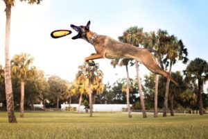 How Much Exercise Does My Dog Need: Unleashing the Benefits of Regular Exercise for Dogs