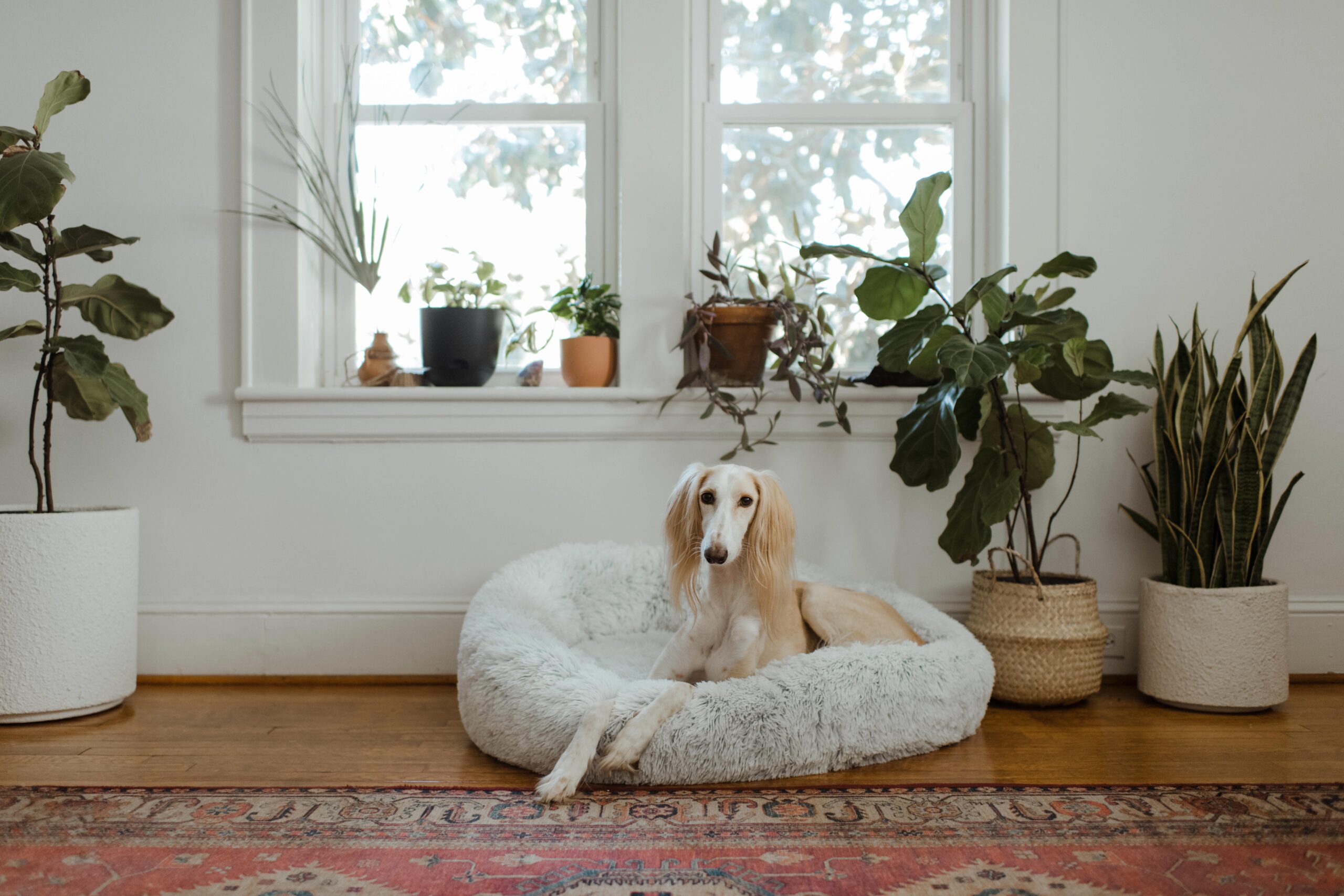 Designing a Pet-Friendly Garden with Non-Toxic Plants