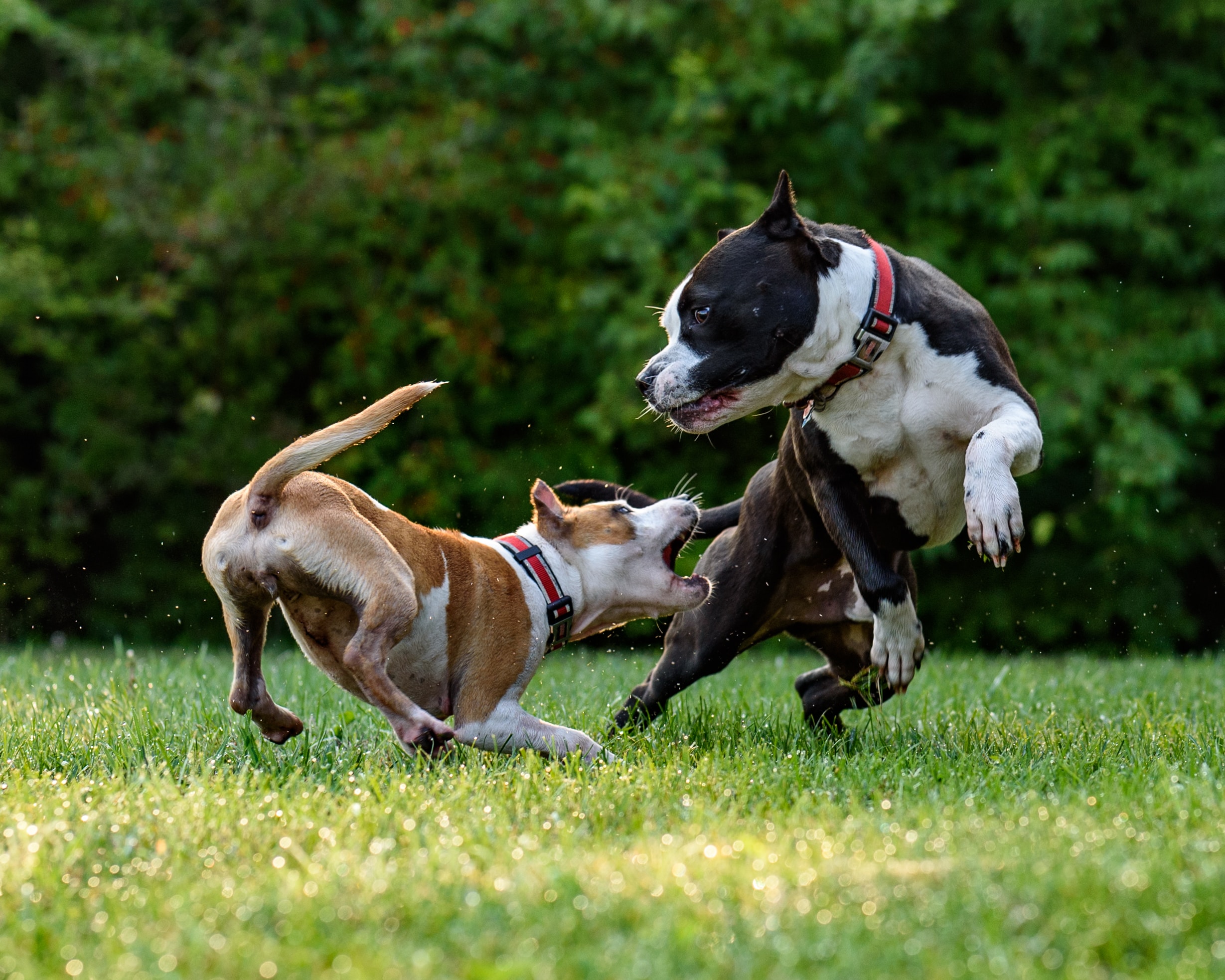 The Puppy Path to Success: Unleashing the Power of Socialization