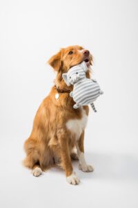How Diet Can Prevent UTIs in Dogs