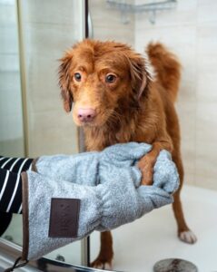 The Complete Guide to Regular Dog Grooming: Health Benefits, Preventative Care, and Professional Tips