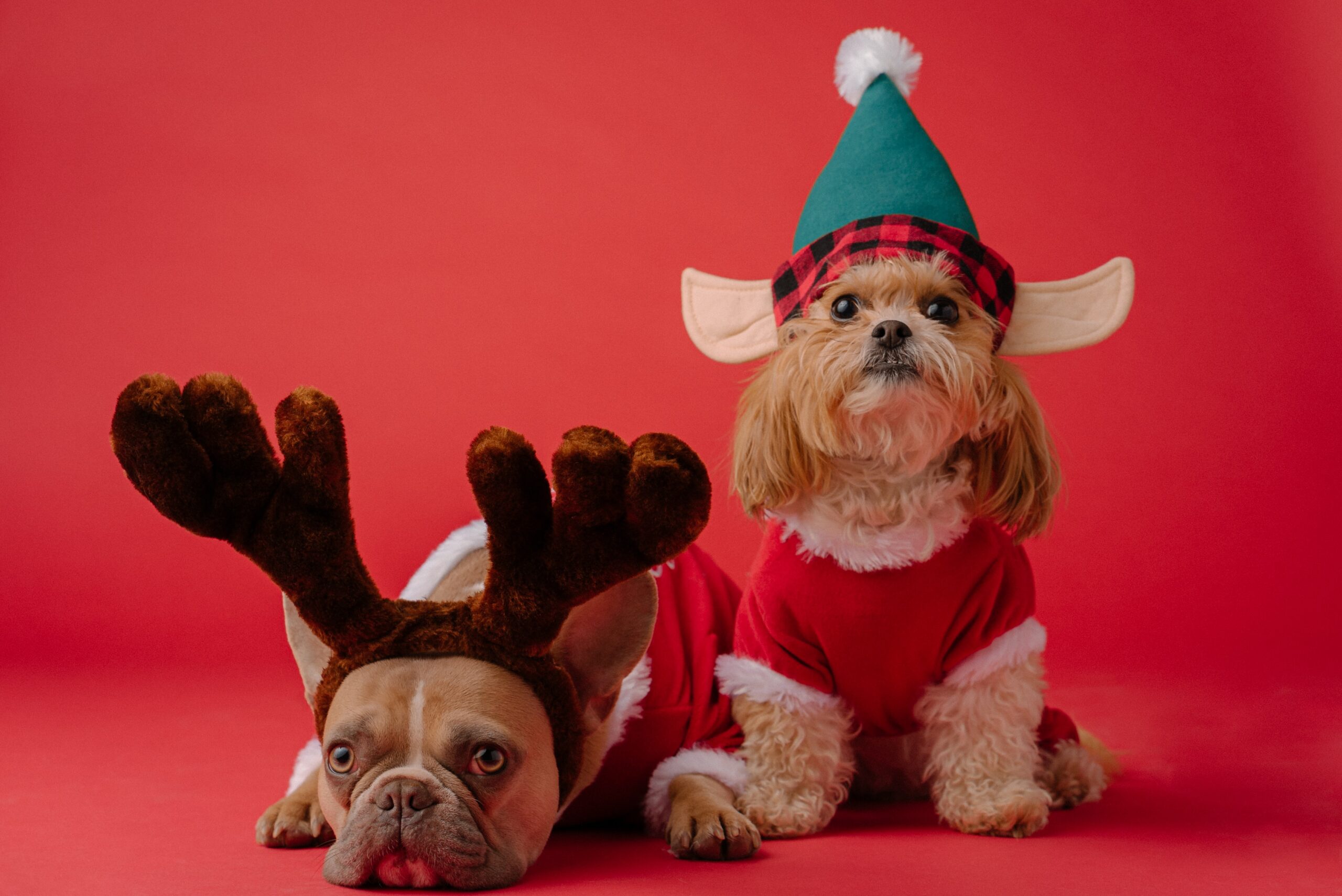 Homemade Christmas Treats for Dogs to Bark About