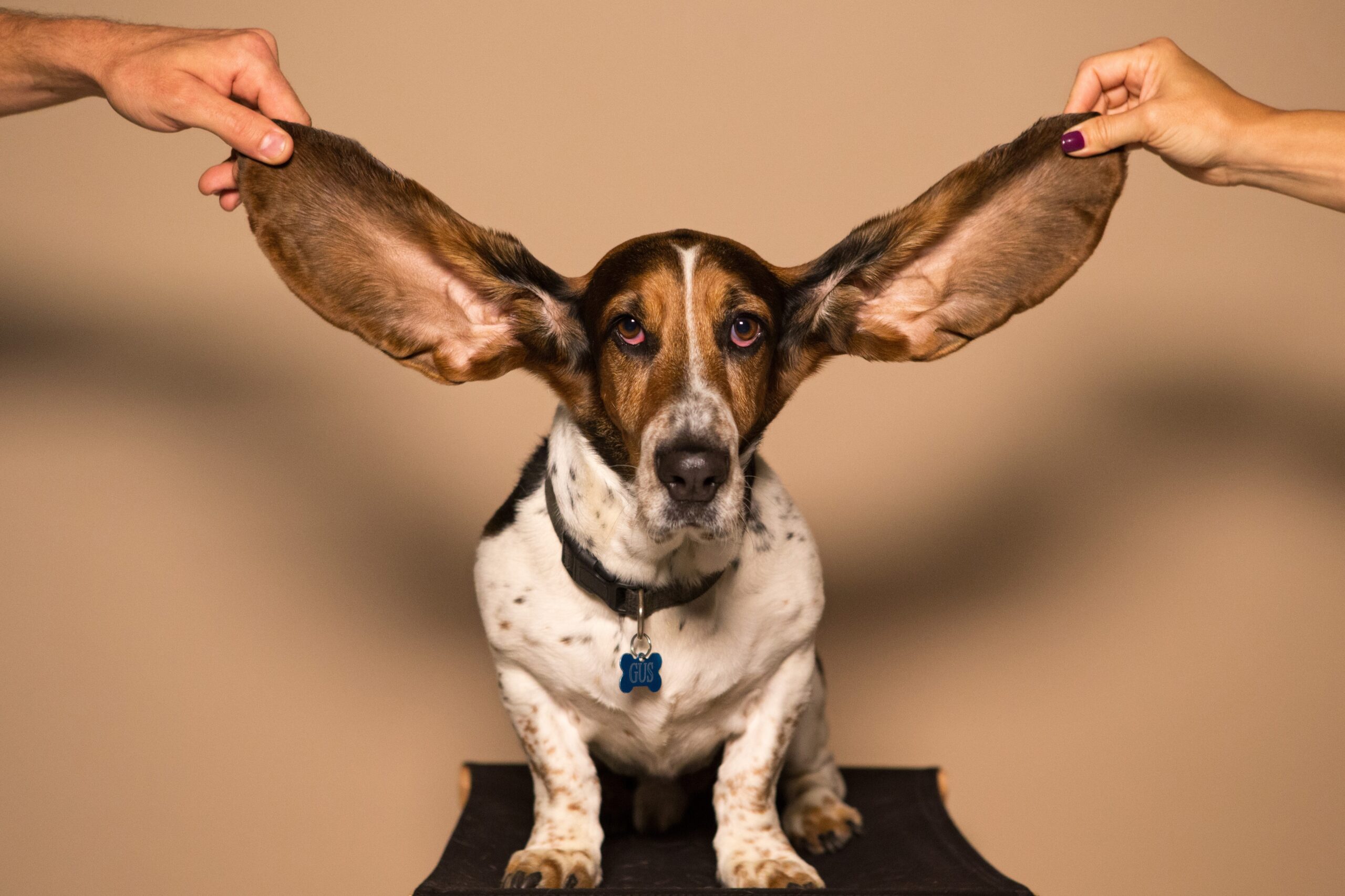 Preventing Ear Infections in Dogs: A Complete Guide