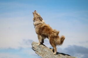 Silencing the Howls: Effective Strategies for Managing Excessive Howling in Dogs