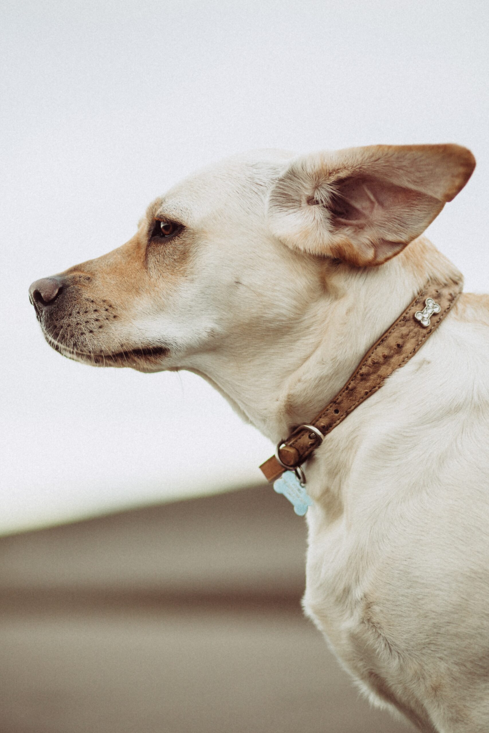 Preventing Ear Infections in Dogs: A Complete Guide