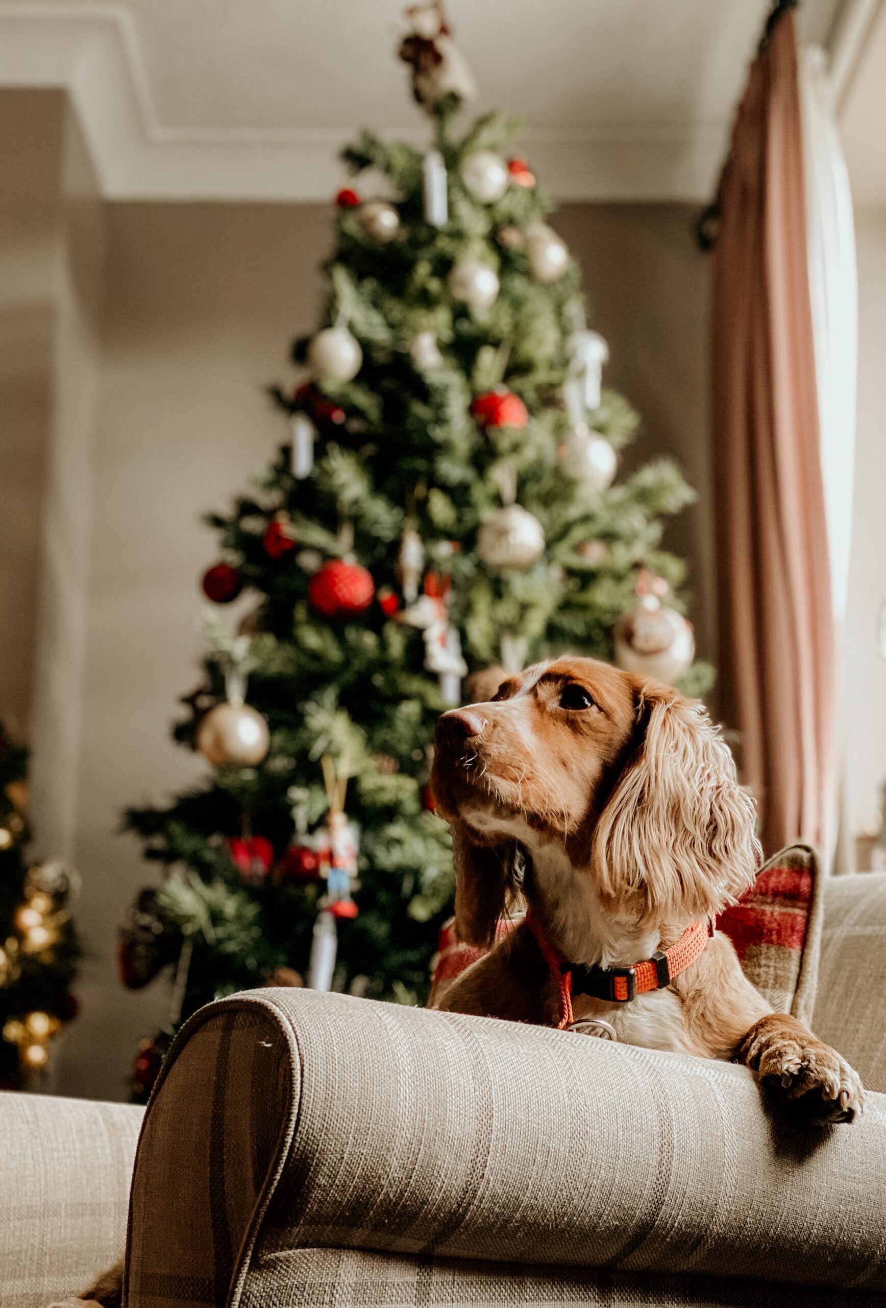 Homemade Christmas Treats for Dogs to Bark About