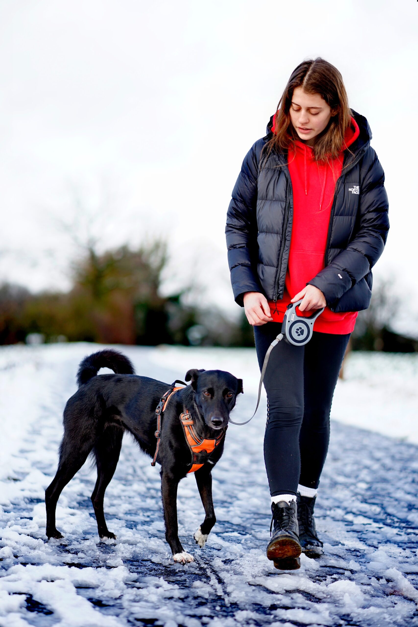 Winter Paw Care: Essential Tips for Keeping Your Dog Safe and Cozy