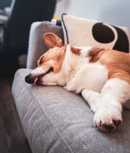 Dog Dogs Dream? The Science Behind Dog Dreams