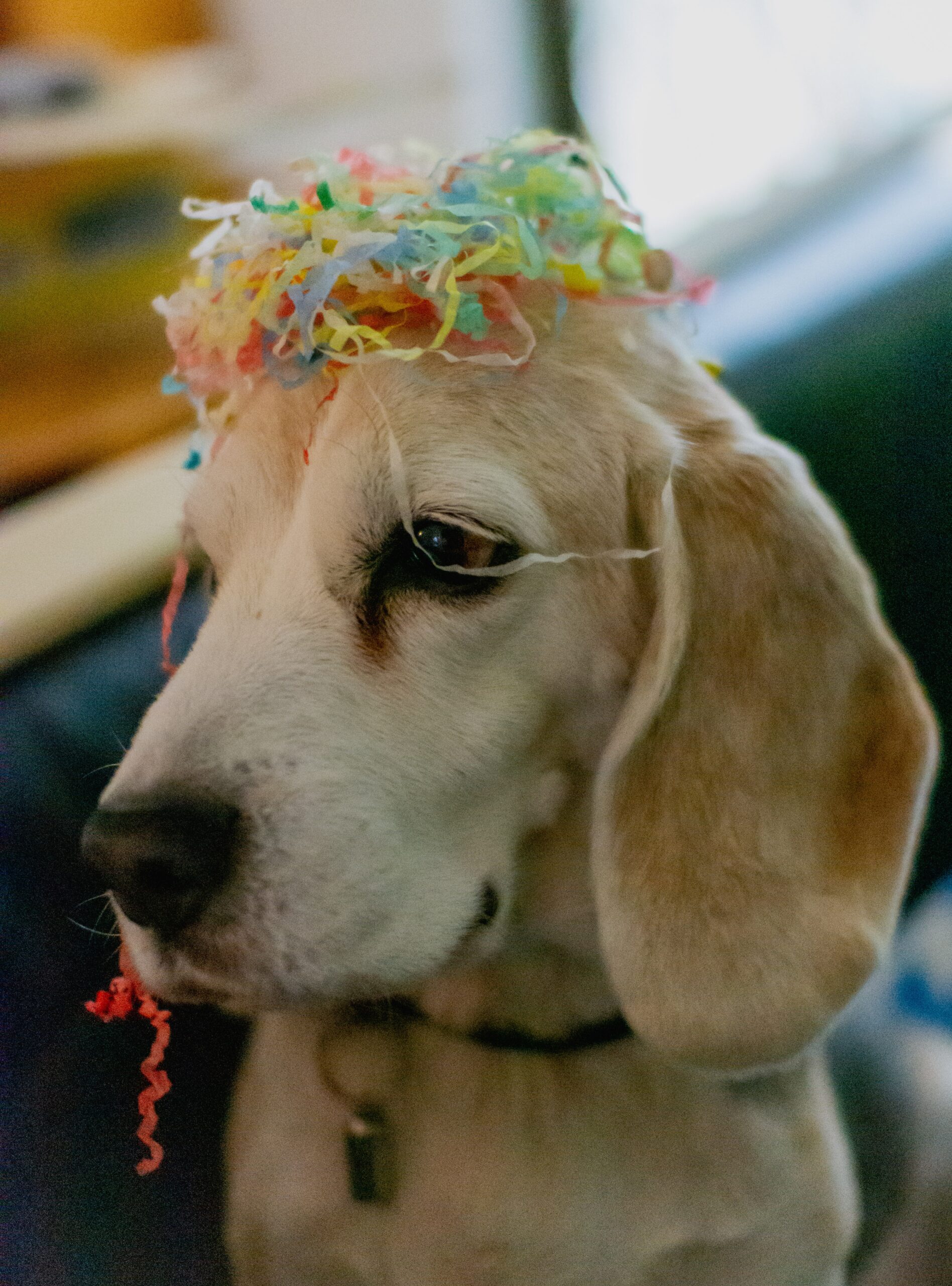 Canine Comedy: Hilarious Dog New Year Resolutions Unleashed!