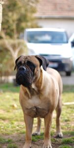 The Fearless Guardians: Uncovering the History and Traits of Bull Mastiffs