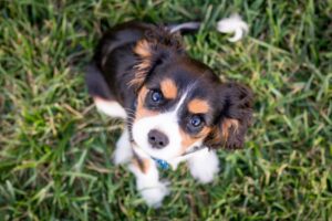 The Regal Charm of Cavalier King Charles Spaniels: Characteristics, Temperament, and Care Guide