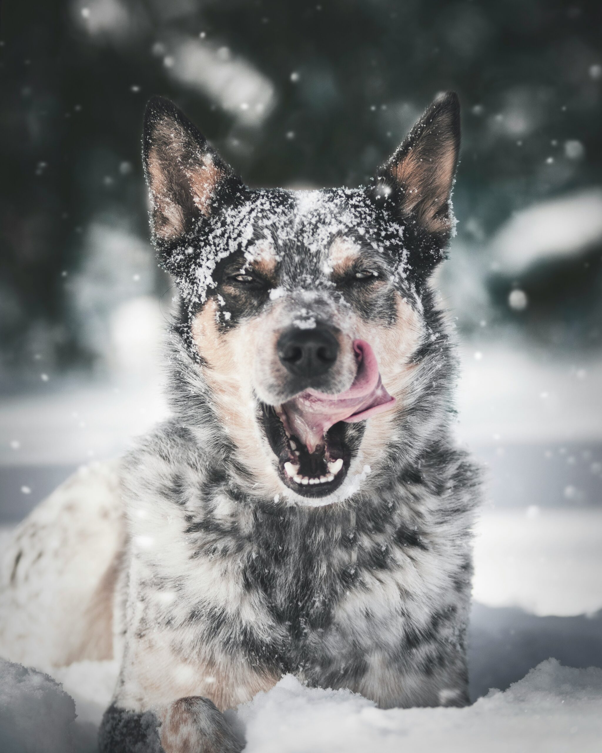 Keeping Fido Fit: The Ultimate Guide to Indoor Exercise for Dogs in Winter