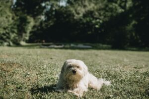 The Role of Maltese Dogs as Therapy and Emotional Support Animals