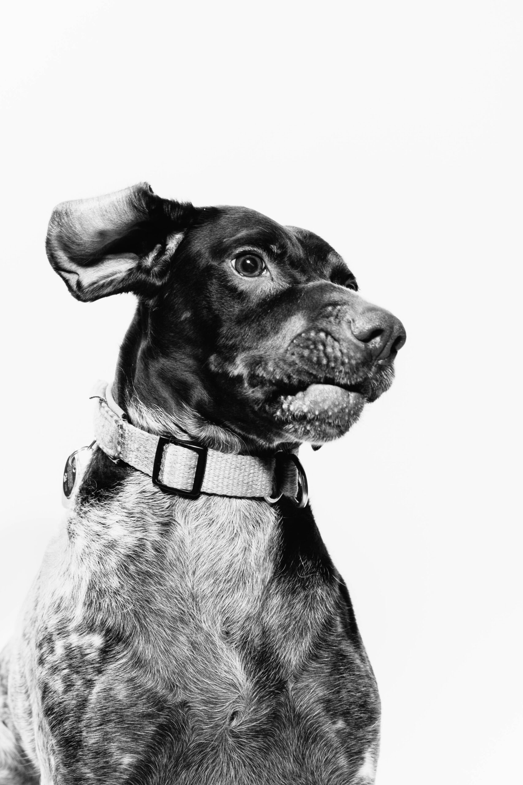 Unveiling the Versatile Nature of the German Shorthaired Pointer: Characteristics, Temperament, and Responsible Ownership