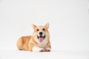 Unraveling the Legacy of Pembroke Welsh Corgis: From Herding Dogs to Cultural Icons
