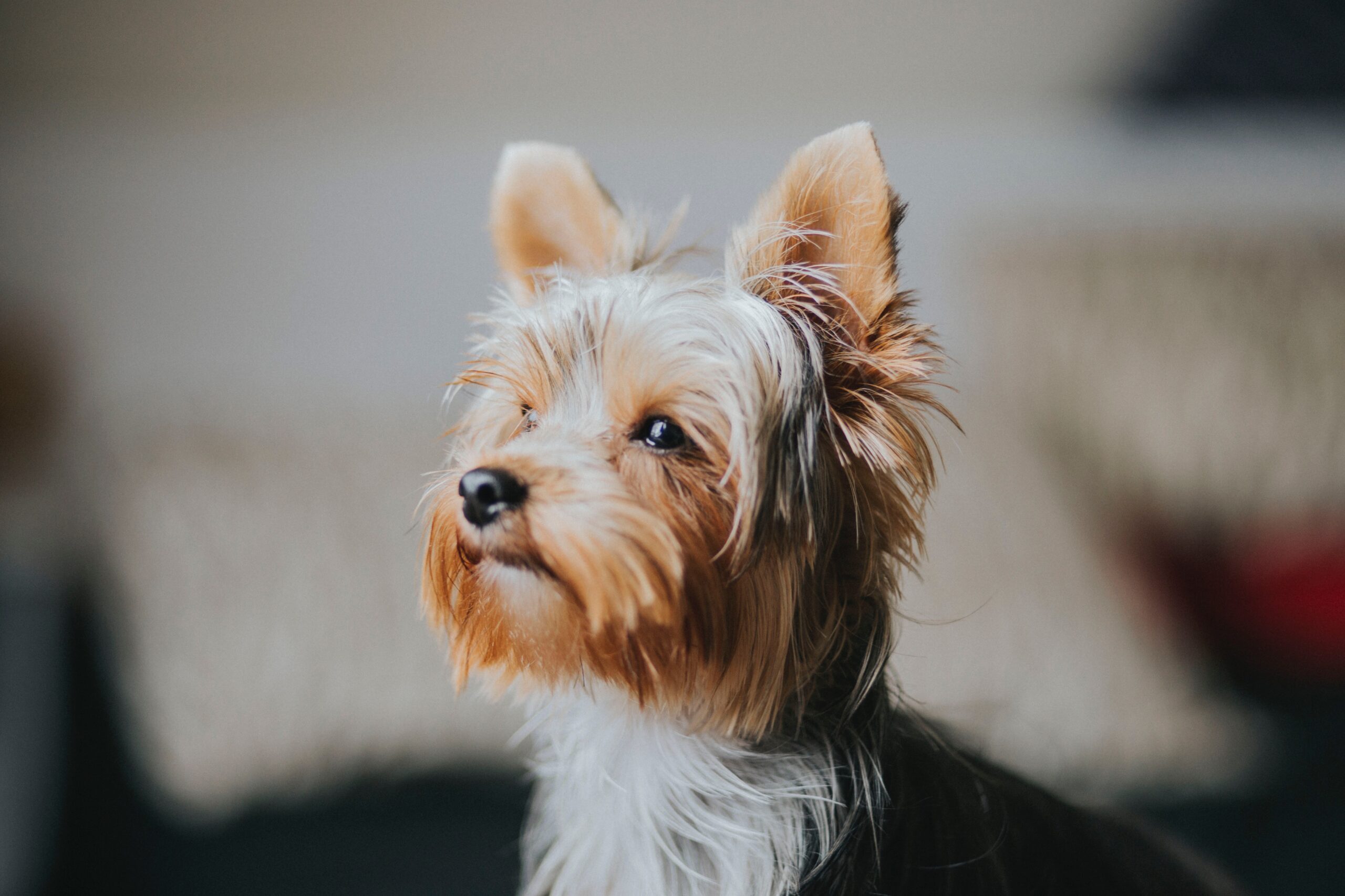 Yorkshire Terriers: Unveiling the Fascinating History and Endearing Traits