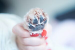 Mastering the Art of Dog Nail Trimming: A Step-by-Step Guide for Happy and Healthy Paws