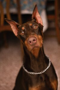 The Versatile Doberman: From Service Dogs to Search and Rescue