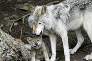 From Wolves to Woof: The Evolution of Dogs and Their Adaptations for Thriving in Different Environments