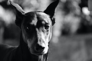 The Versatile Doberman: From Service Dogs to Search and Rescue