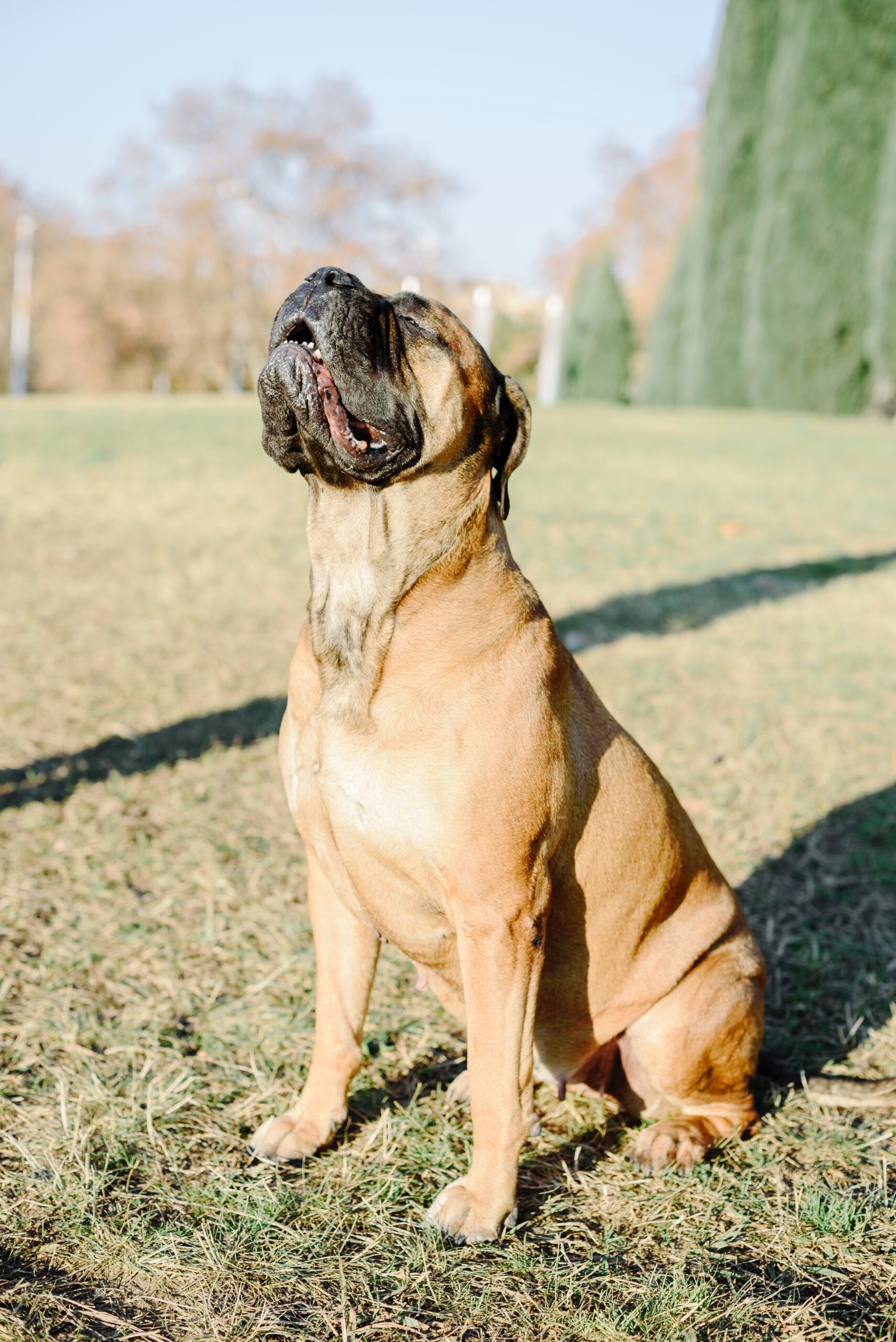 The Fearless Guardians: Uncovering the History and Traits of Bull Mastiffs