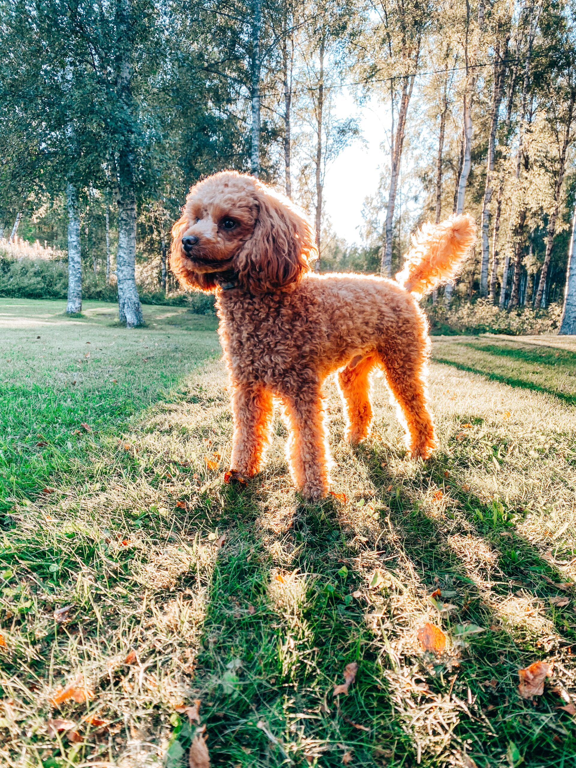 Diverse Delights: Exploring the World of Poodle Varieties and Sizes