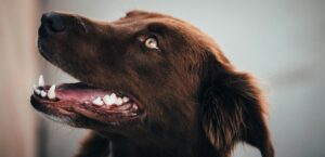 The Tell-Tail Signs: How a Dogs Dental Health Reveals Their True Age