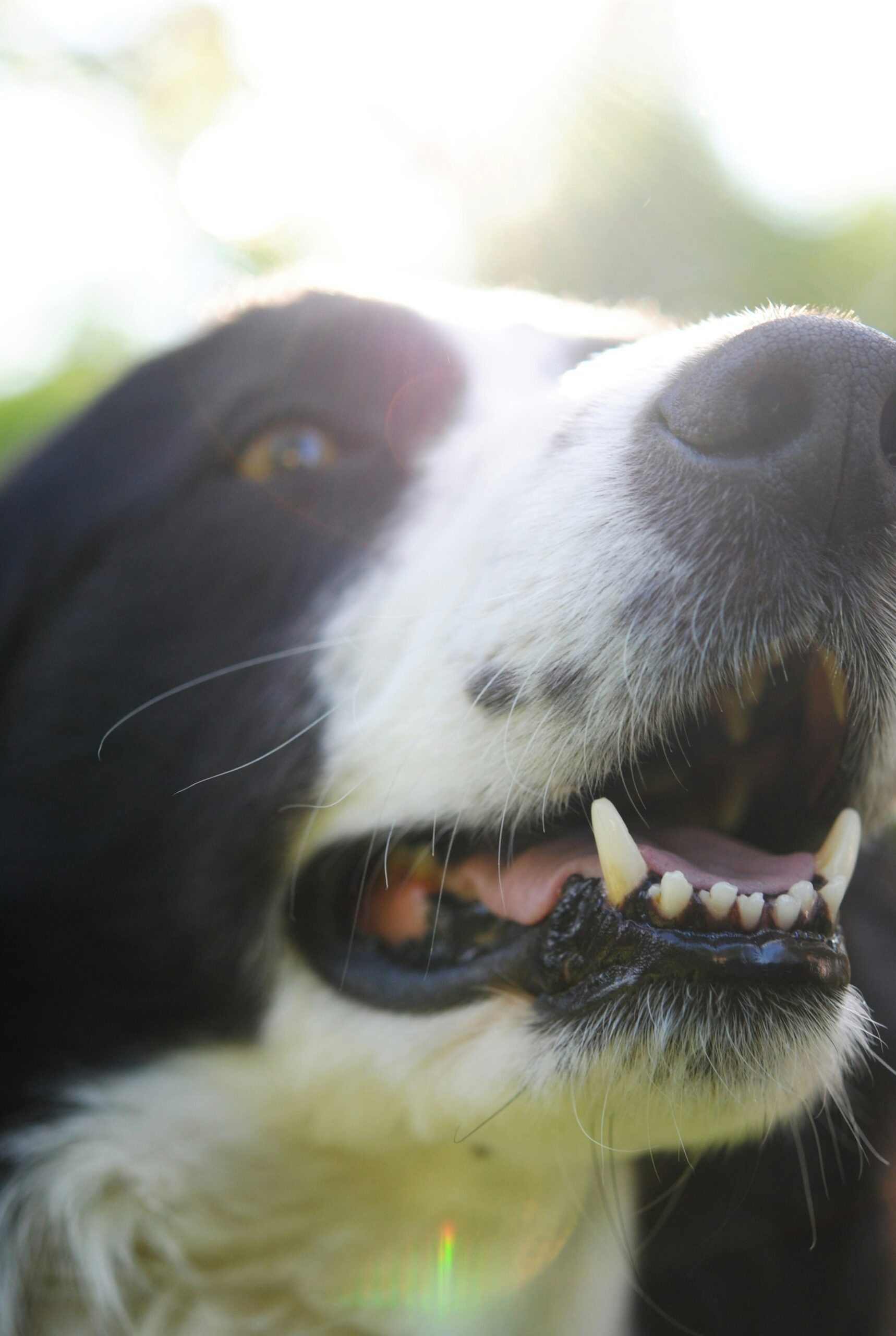 How a Dogs Dental Health Reveals Their True Age