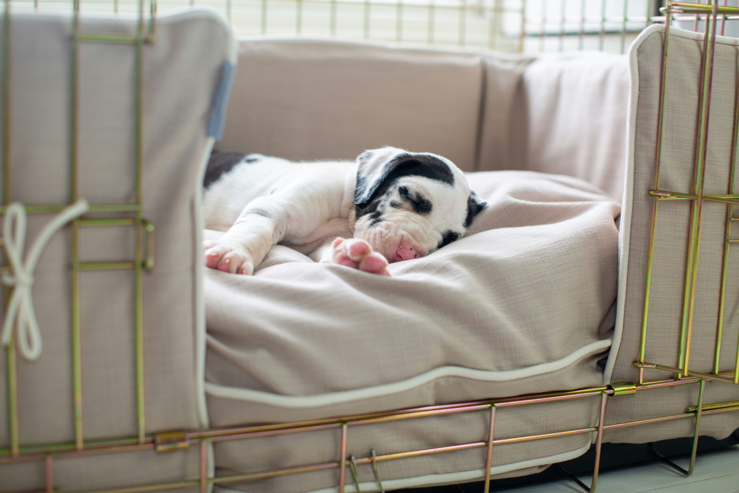 The Complete Guide to Dog Pregnancy: From Conception to Whelping
