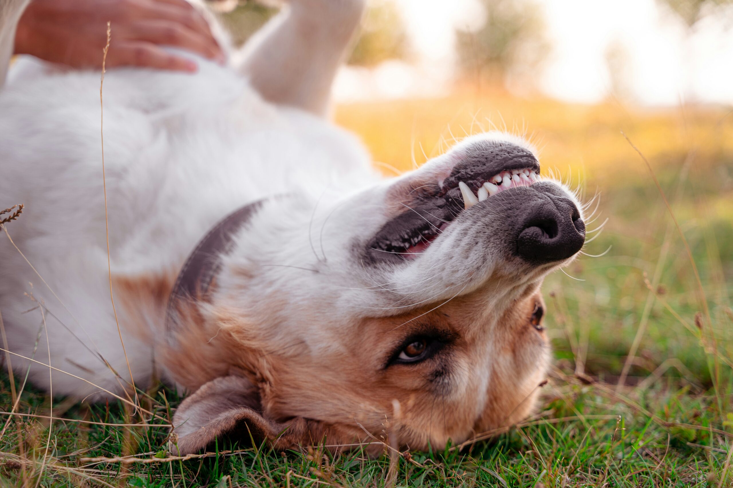 How a Dogs Dental Health Reveals Their True Age
