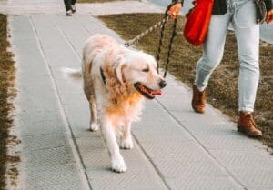 Prolonging Paws: Expert Healthcare Tips for Extending Your Dogs Lifespan