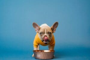 Optimizing Your Dogs Health: Understanding and Addressing Common Vitamin Deficiencies