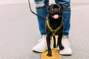 Protecting Your Pup: Understanding the Dangers of Hot Pavement